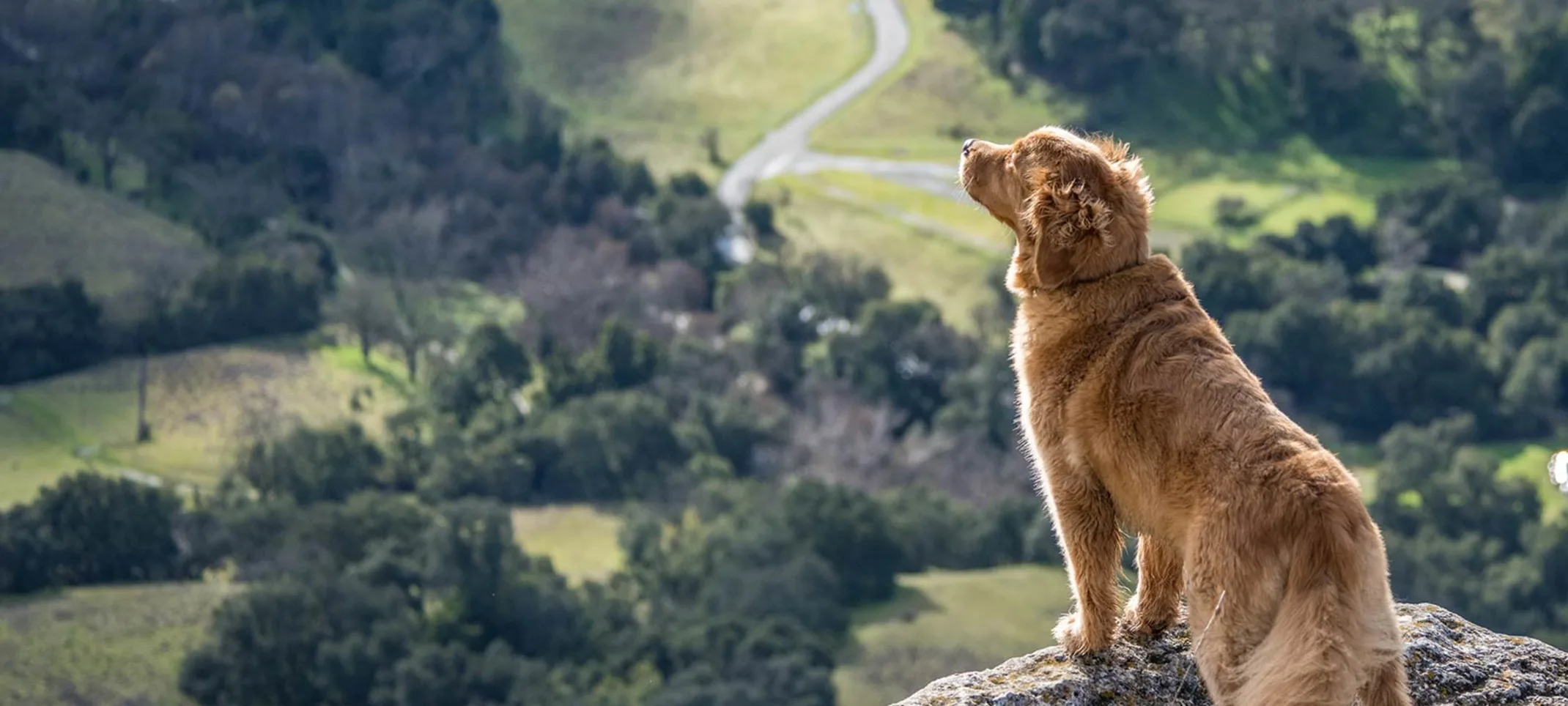 UK Pet Travel Made Simple with Vet Home Certs